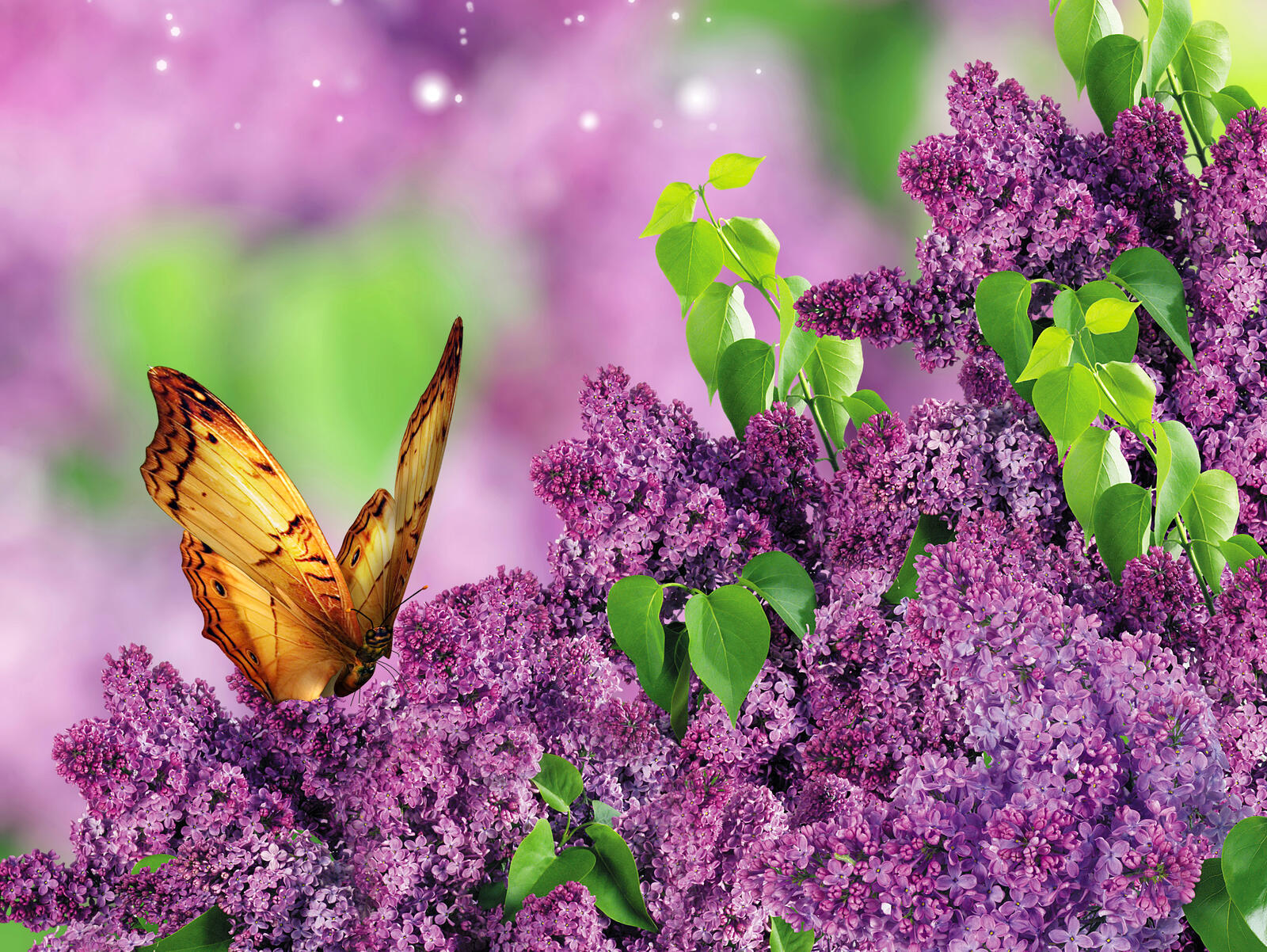 Wallpapers butterfly flowers bouquet of lilac on the desktop