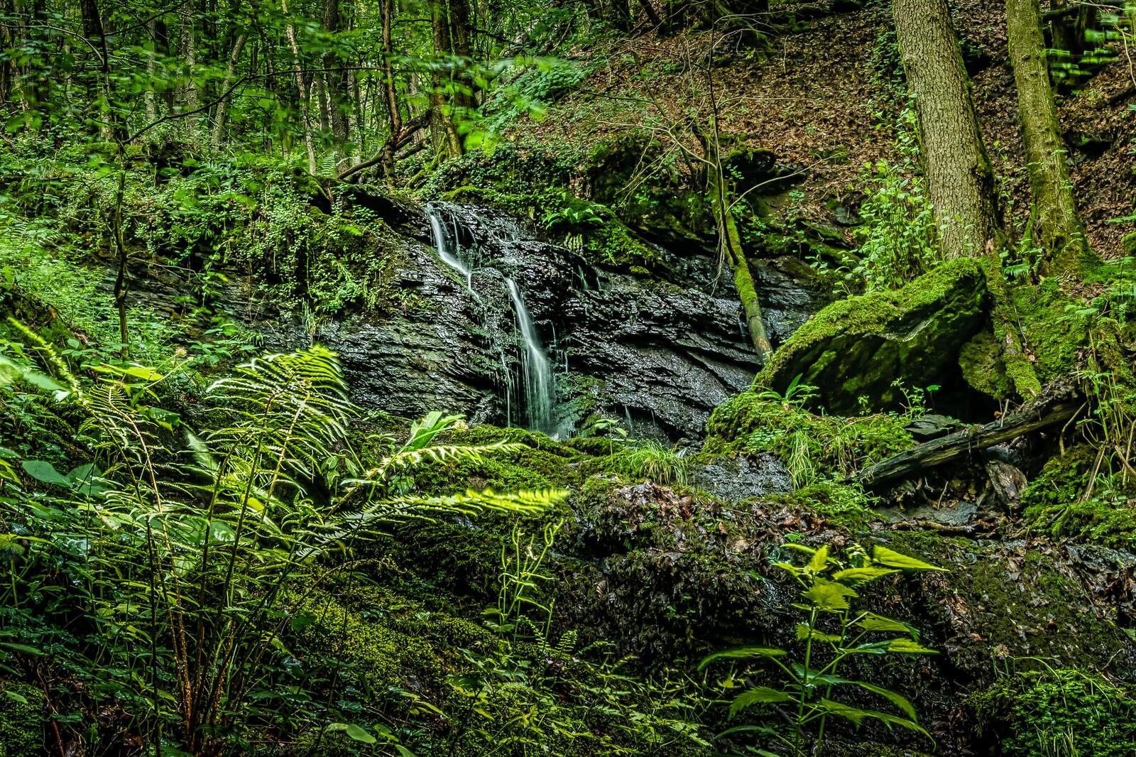 Бесплатное фото Ручей в летнем лесу