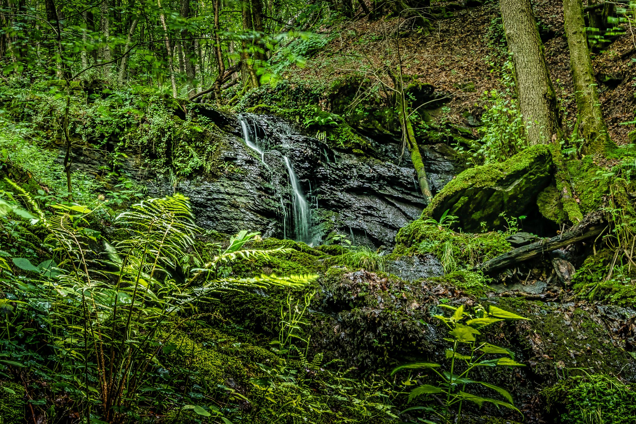 免费照片夏季森林中的溪流