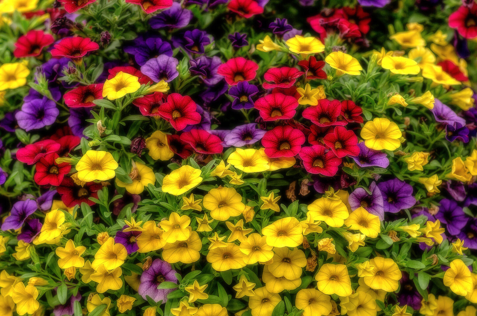 Бесплатное фото Петуния разноцветные цветы