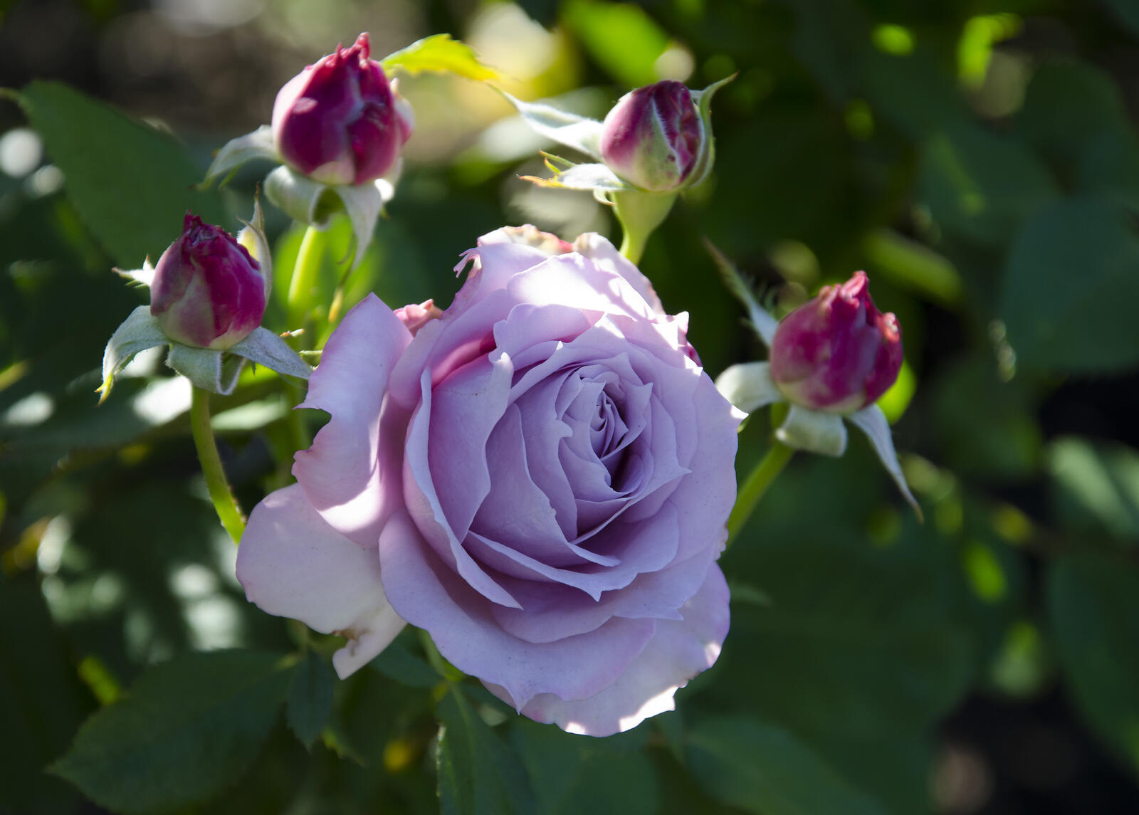 Обои розовые лепестки одинокая роза розы на рабочий стол