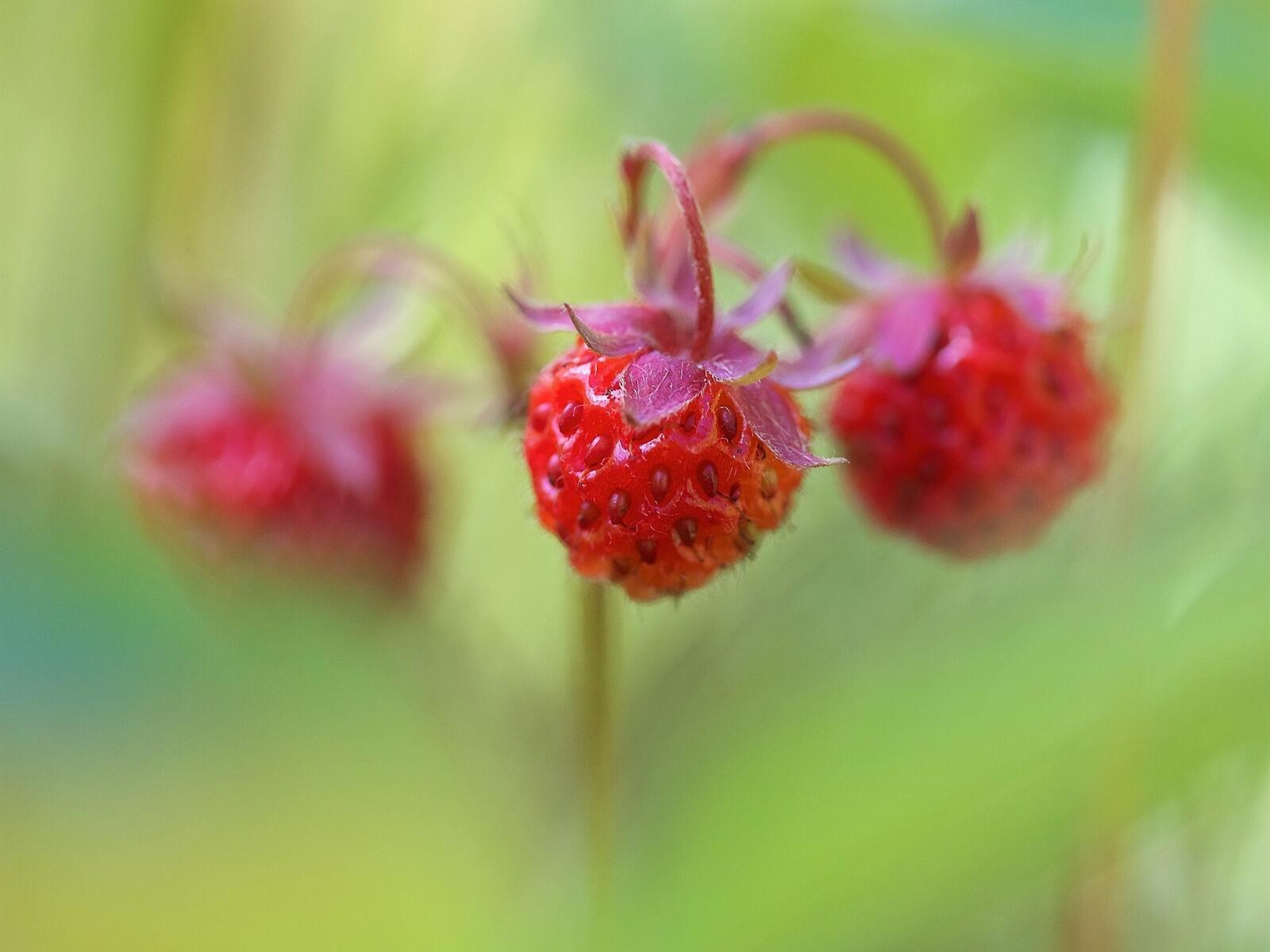 Wallpapers strawberry fruits blurred on the desktop