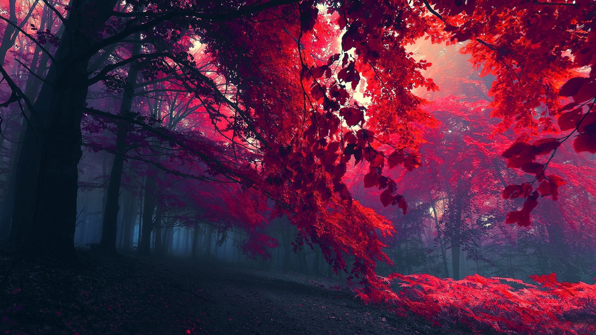 Photo free autumn, trees, colors of autumn