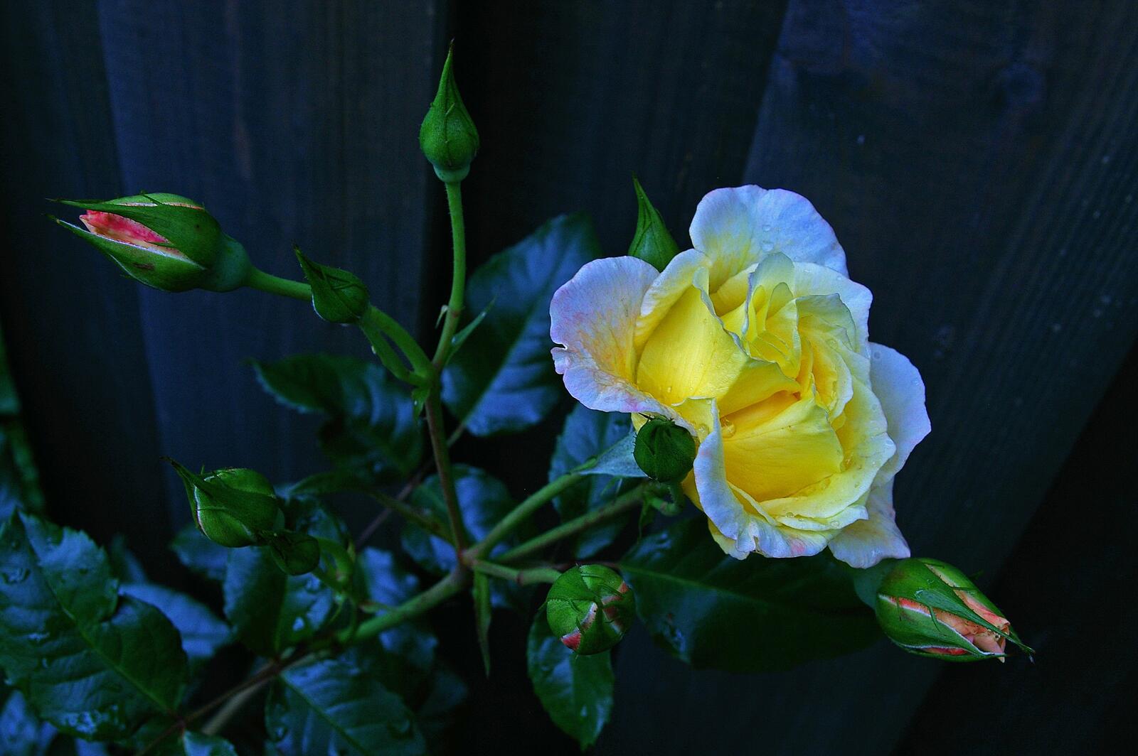 Обои Роза цветение ветка на рабочий стол