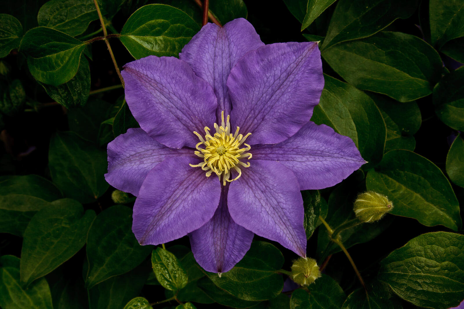 Wallpapers Clematis leaves color on the desktop