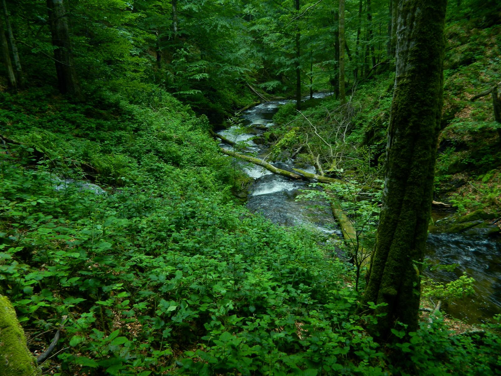 Обои Semenic Mountains National Park лето листья на рабочий стол