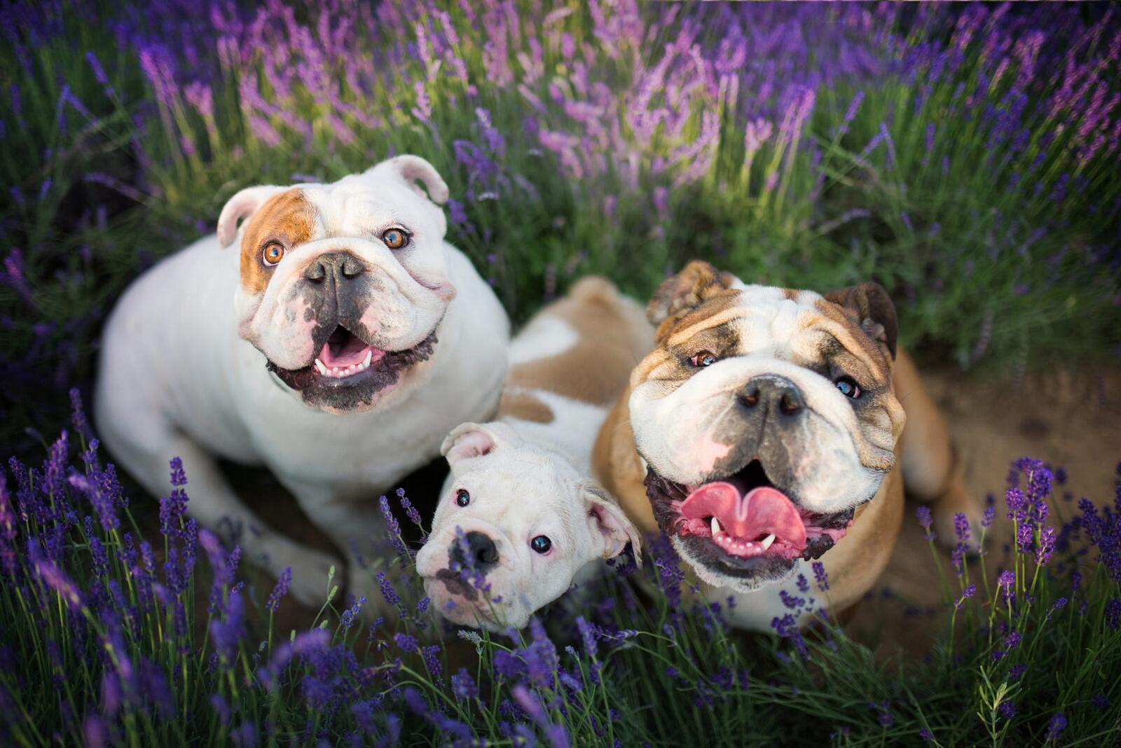 Free photo A funny little family Bulldogs