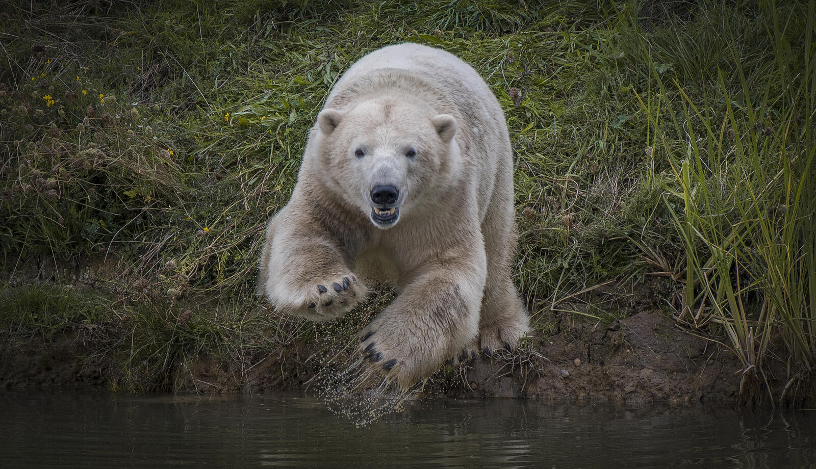 Обои белый медведь полярный медведь животное на рабочий стол