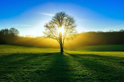 Одинокое дерево в поле на восходе солнца