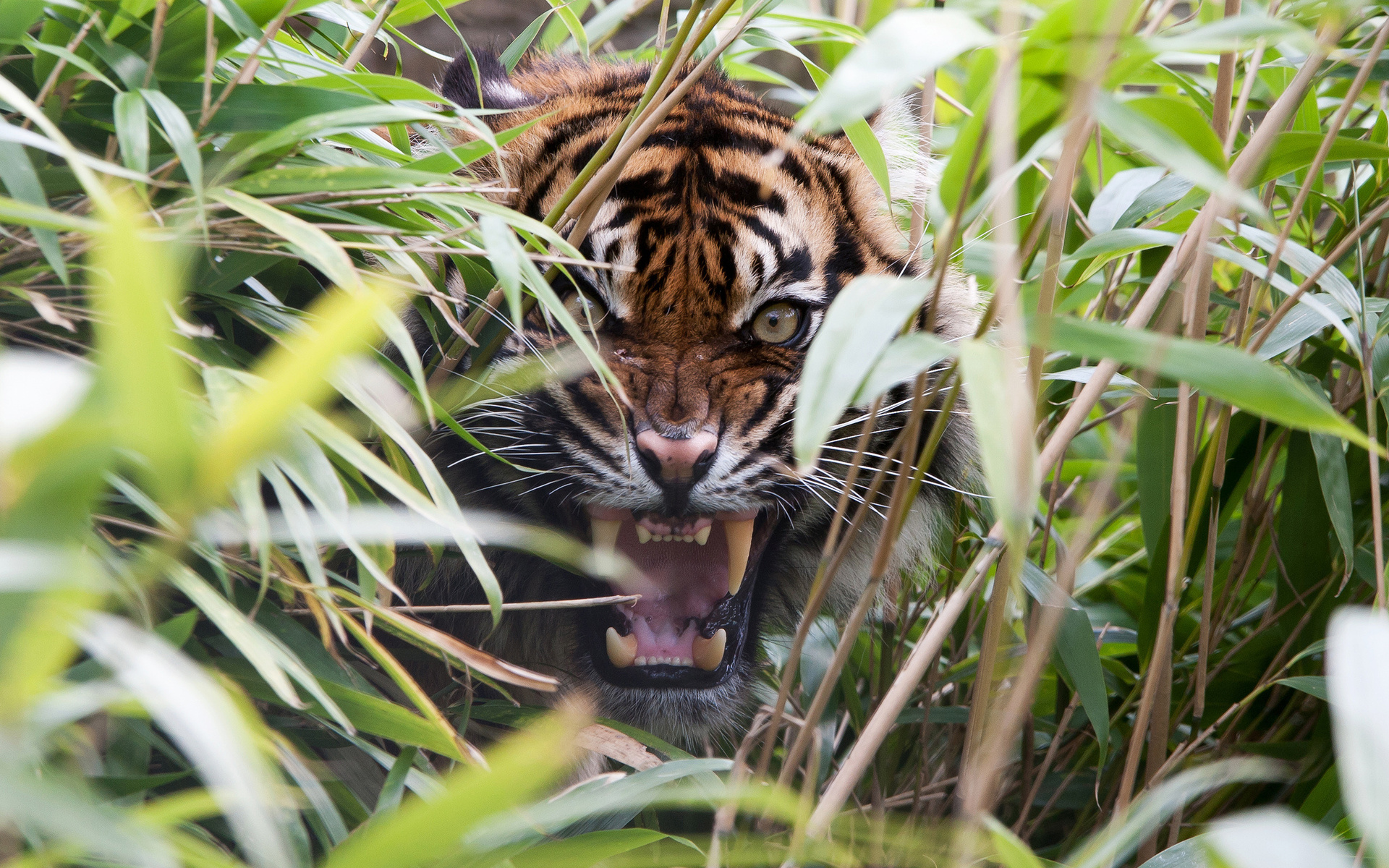 Тигр рычит из кустов сверкая клыками · бесплатное фото