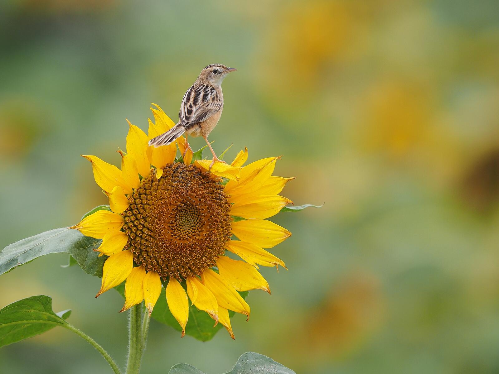 Free photo Bird and sunflower