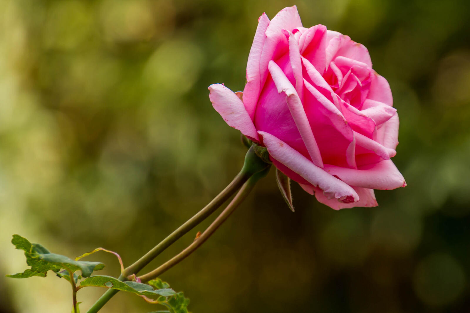 Обои цветы цветок розовая роза на рабочий стол