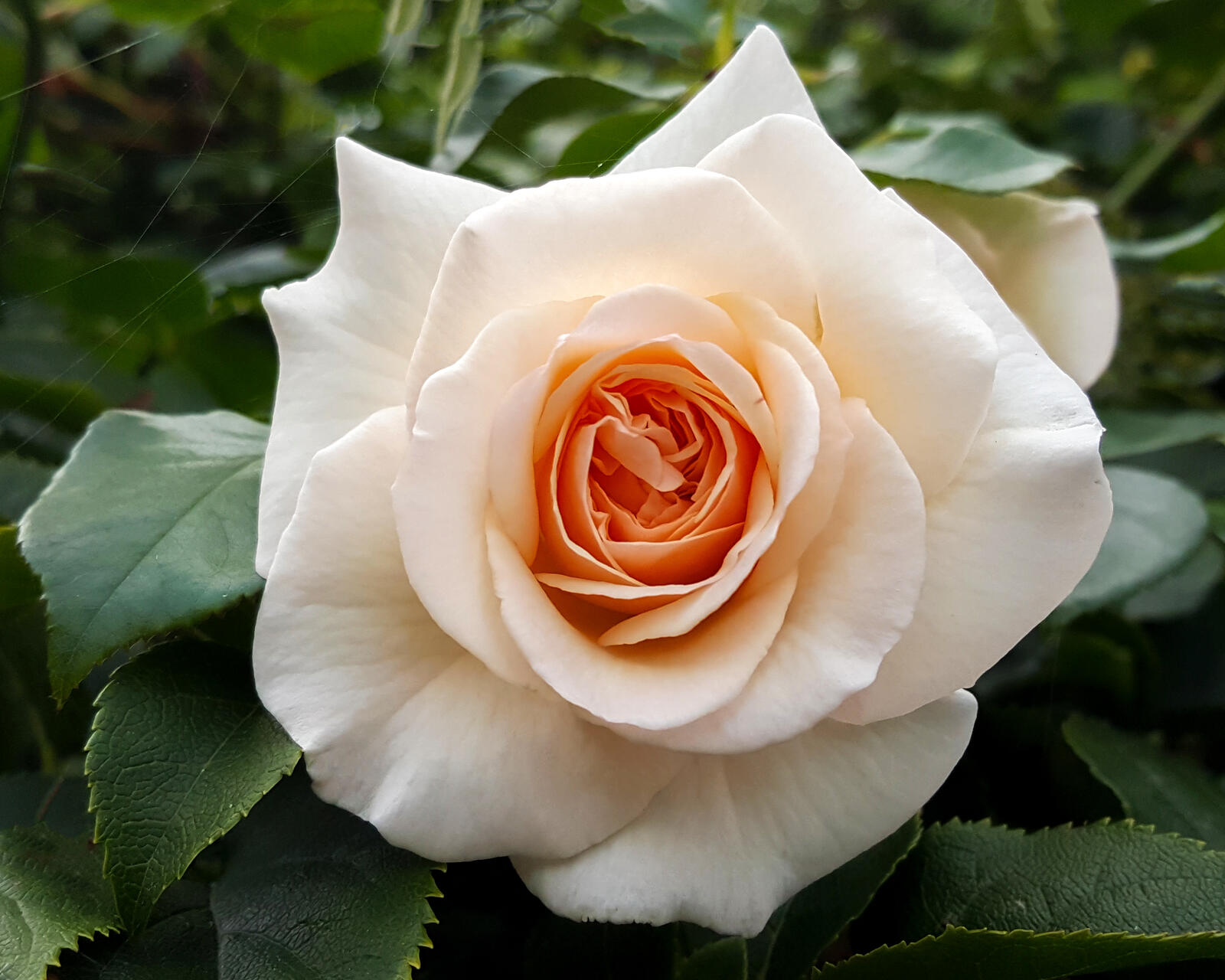 Обои белая роза белый цветок цветок на рабочий стол