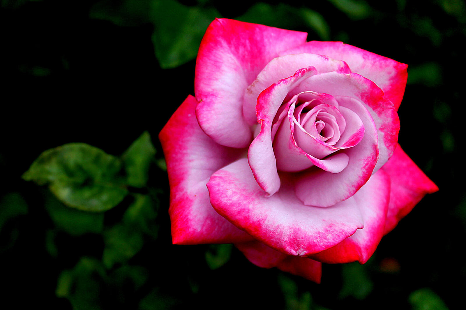 Free photo A blooming rose