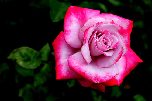 Цветущая роза