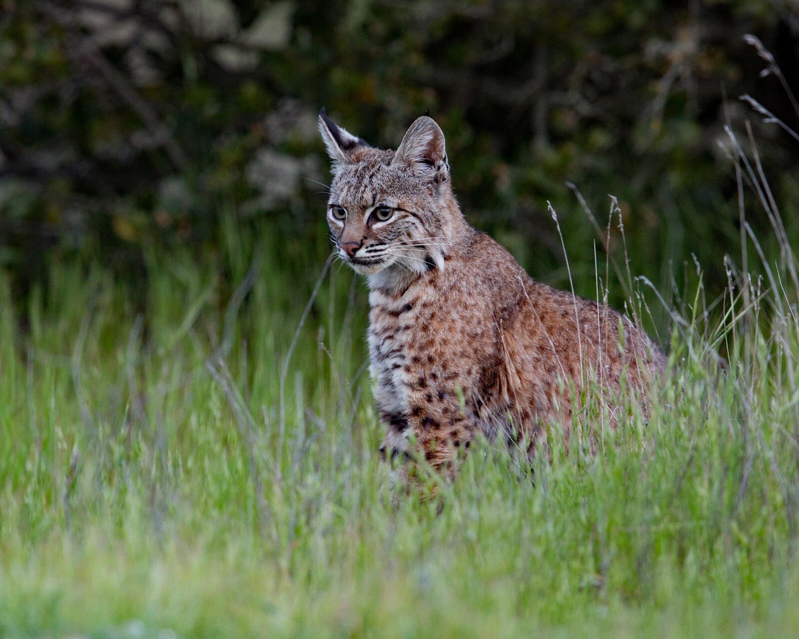 Wallpapers predatory cat Lynx lynx big cat on the desktop
