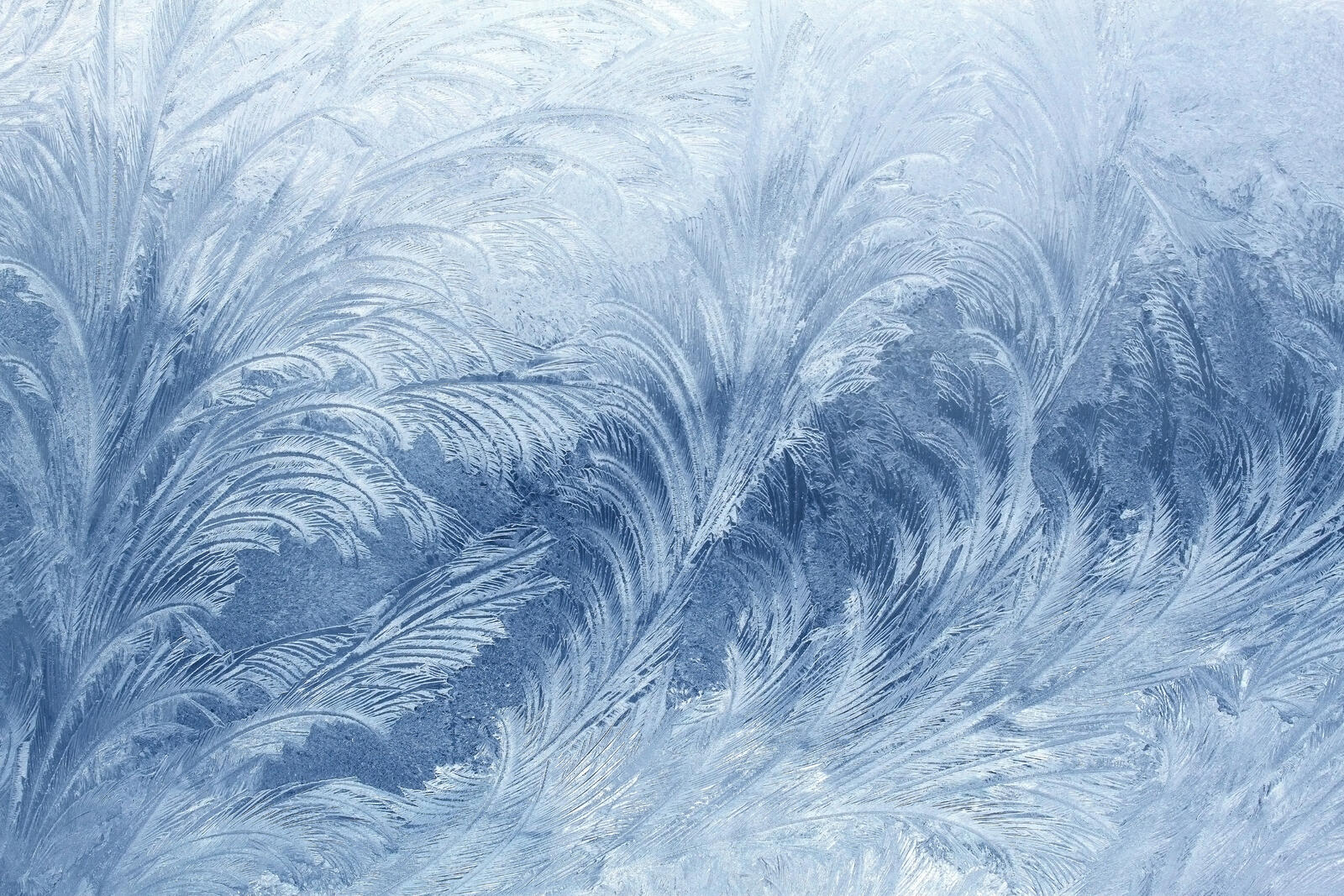 Wallpapers handsome hoarfrost ice on the desktop