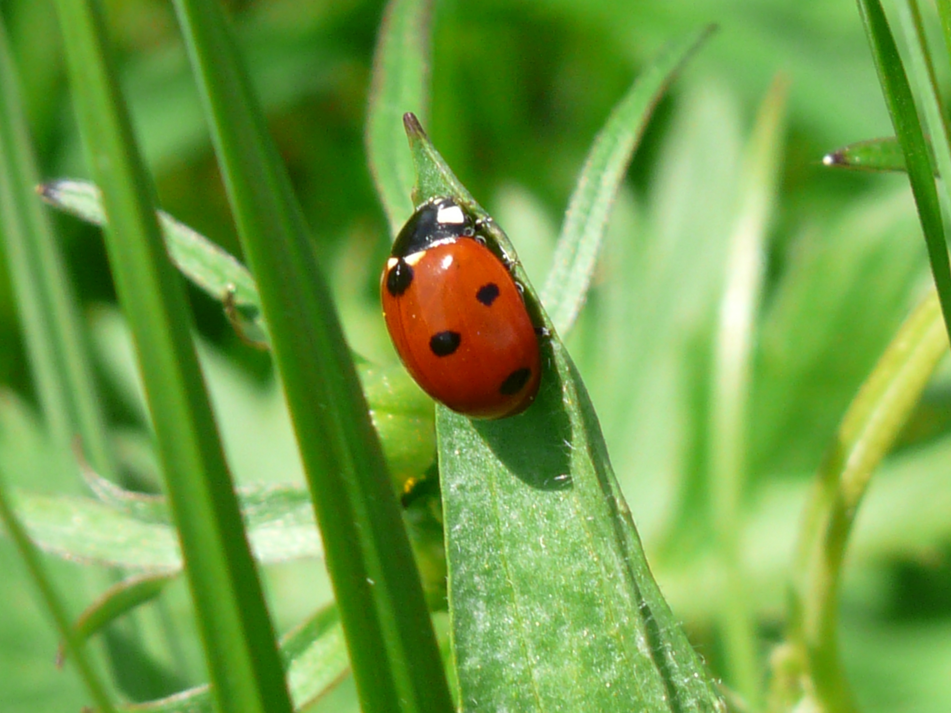 Wallpapers insect ladybug green on the desktop