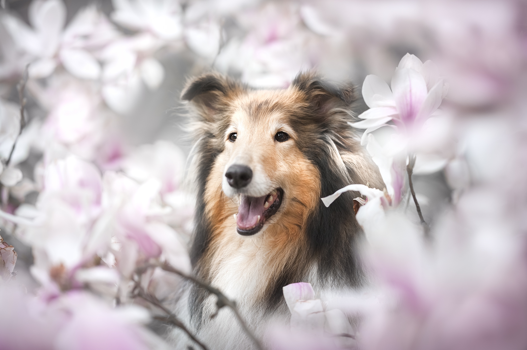 Wallpapers Shetland Sheepdog pedigreed pet on the desktop
