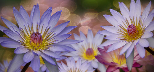 Beautiful lilies close-up