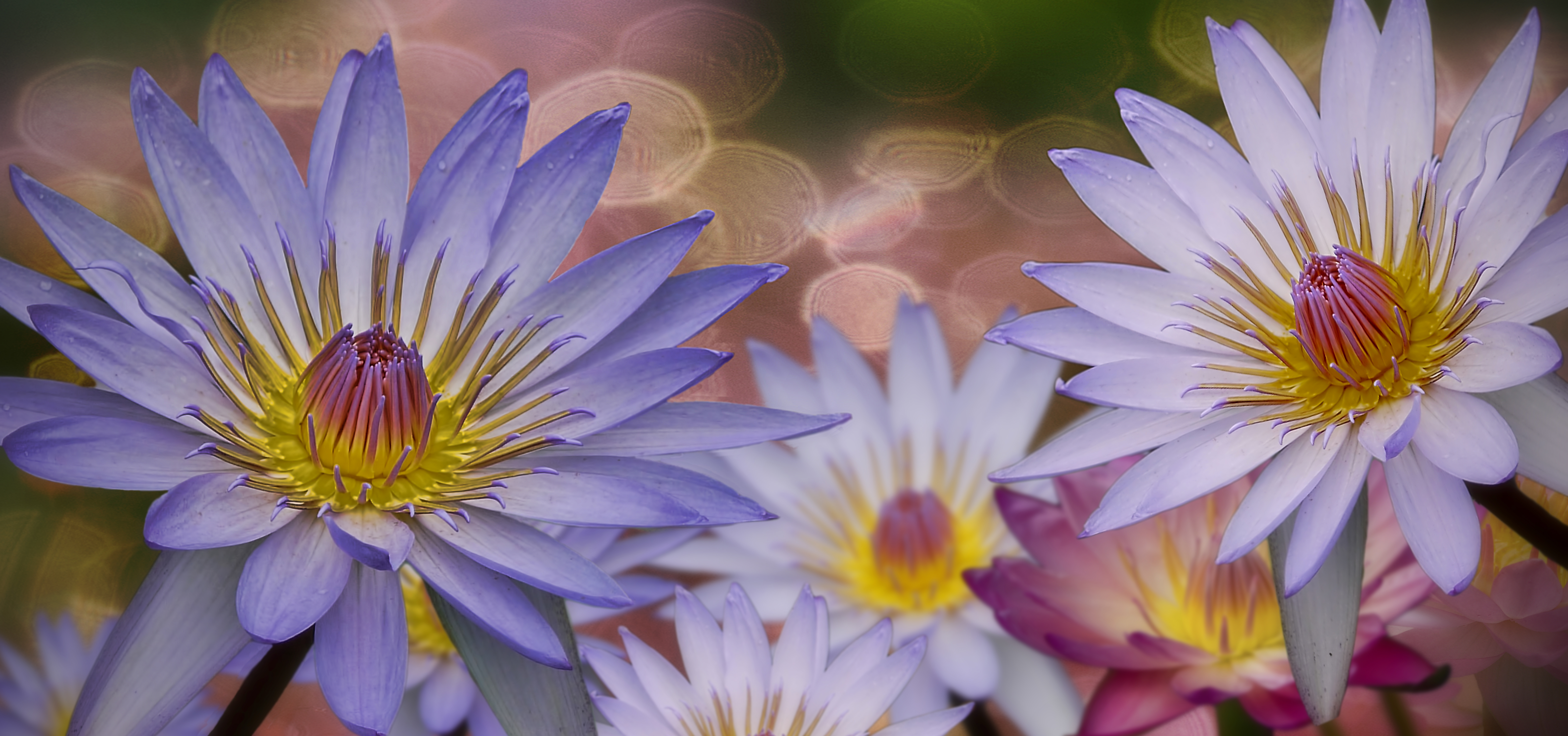 Бесплатное фото Красивые лилии крупным планом