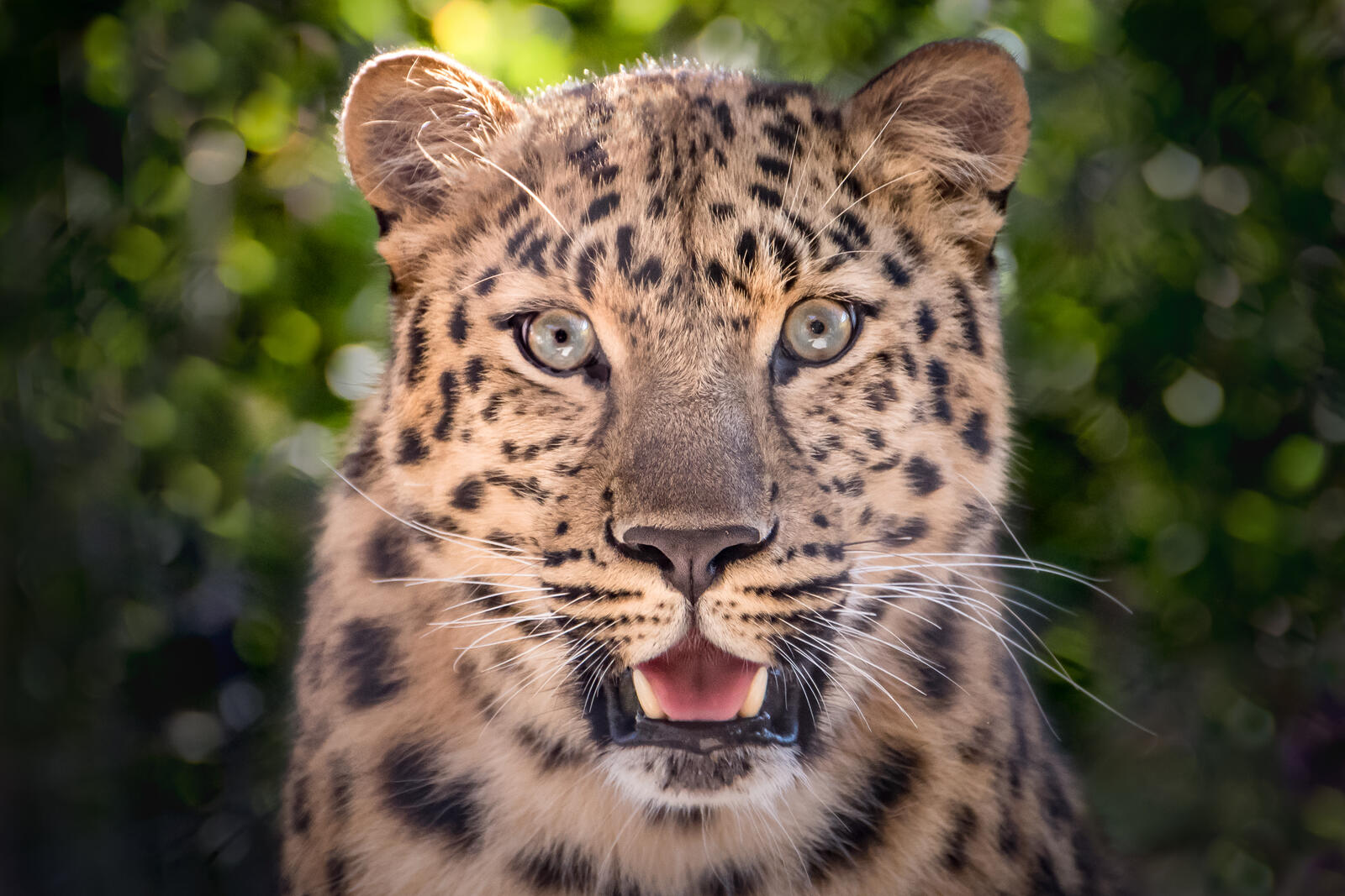 Бесплатное фото Сильный леопард
