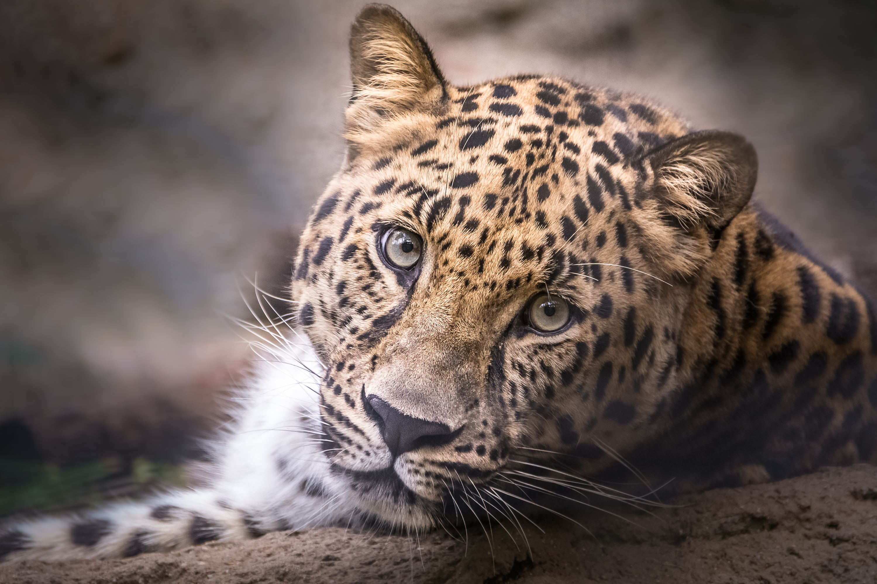 Free photo Now that`s a leopard`s face!