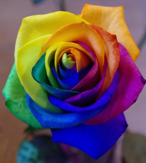 Красочная роза, разноцветная