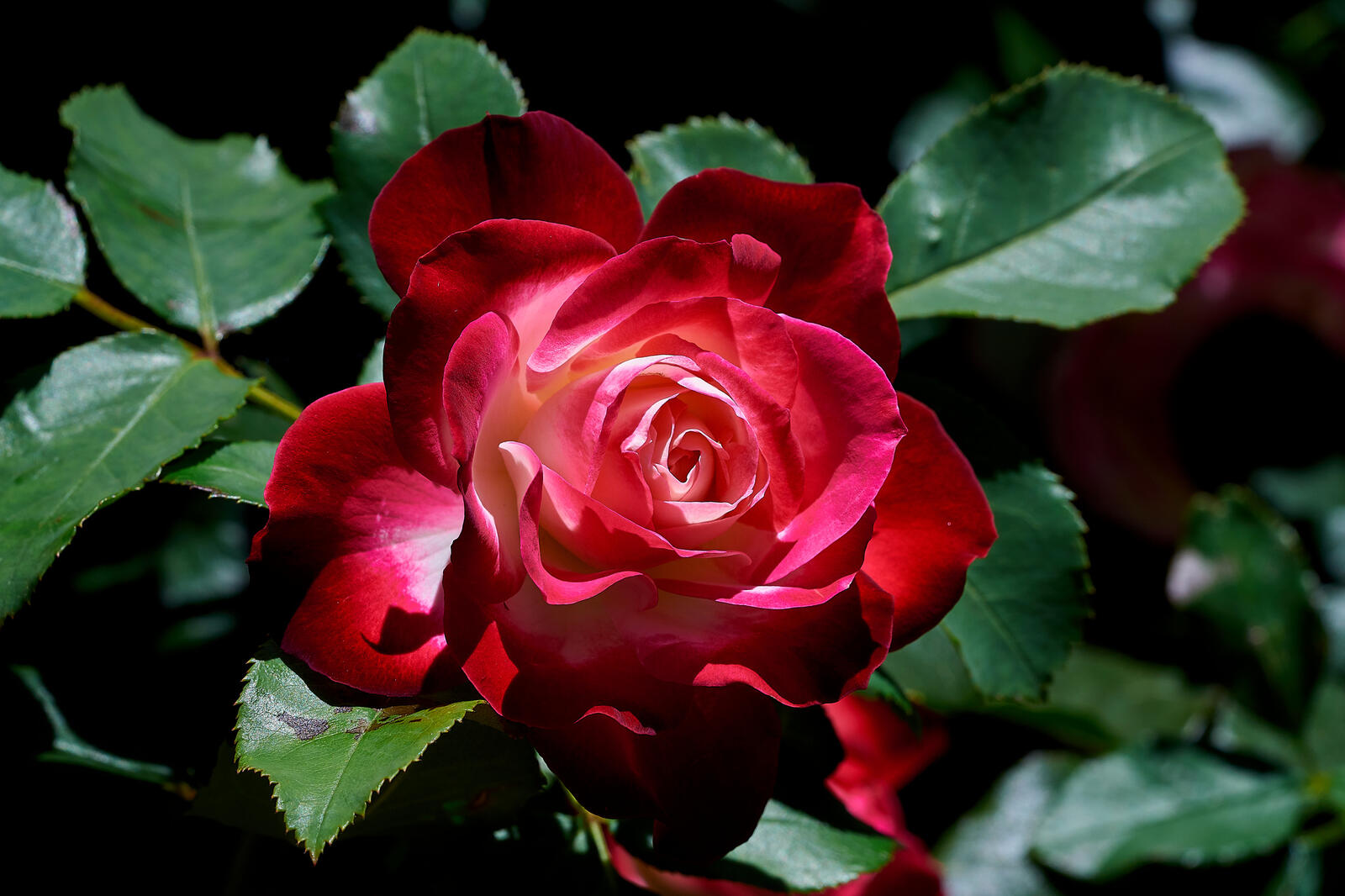 Обои розы флора цветок на рабочий стол