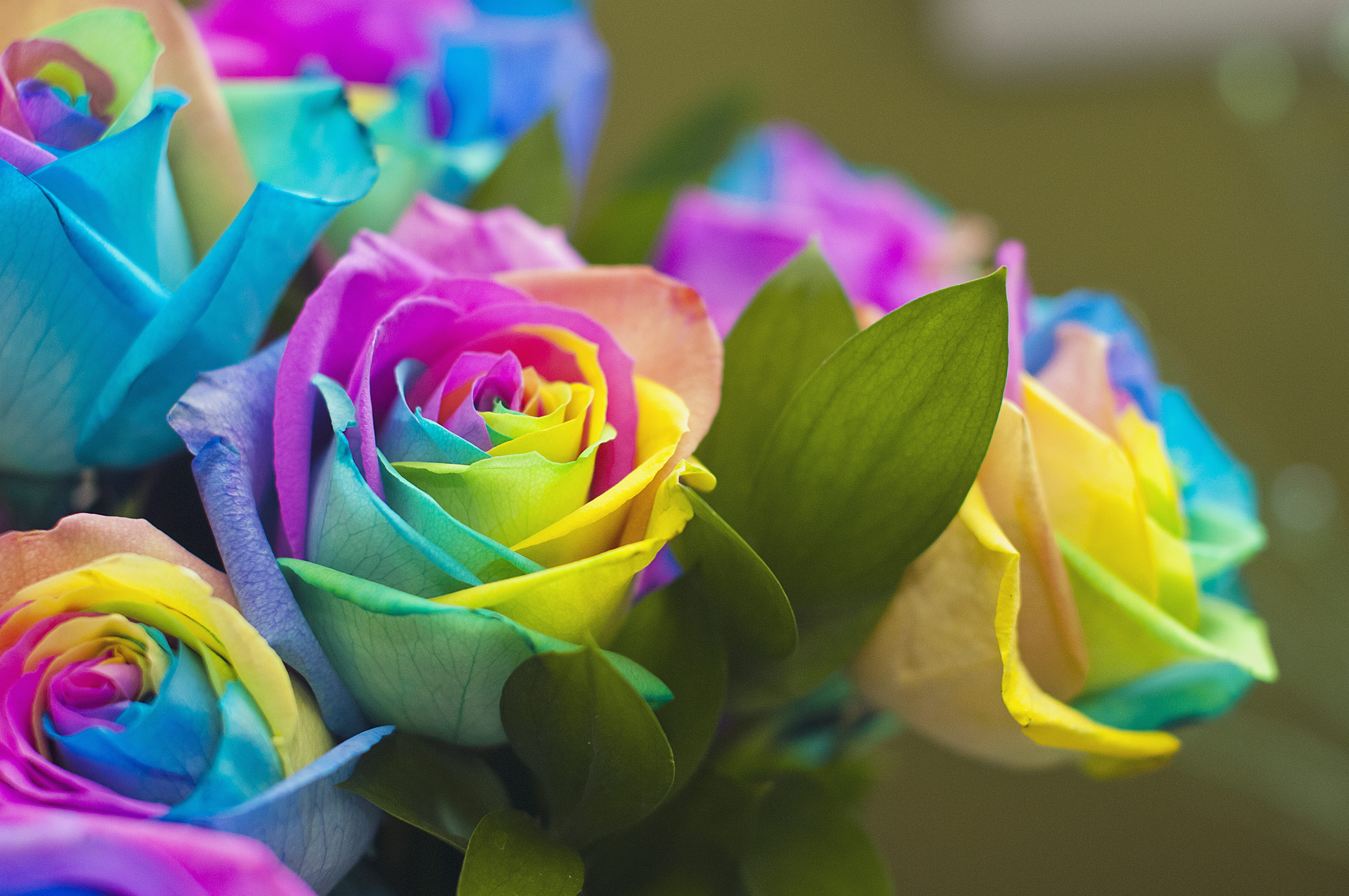 Обои цветные розы цветок розы на рабочий стол