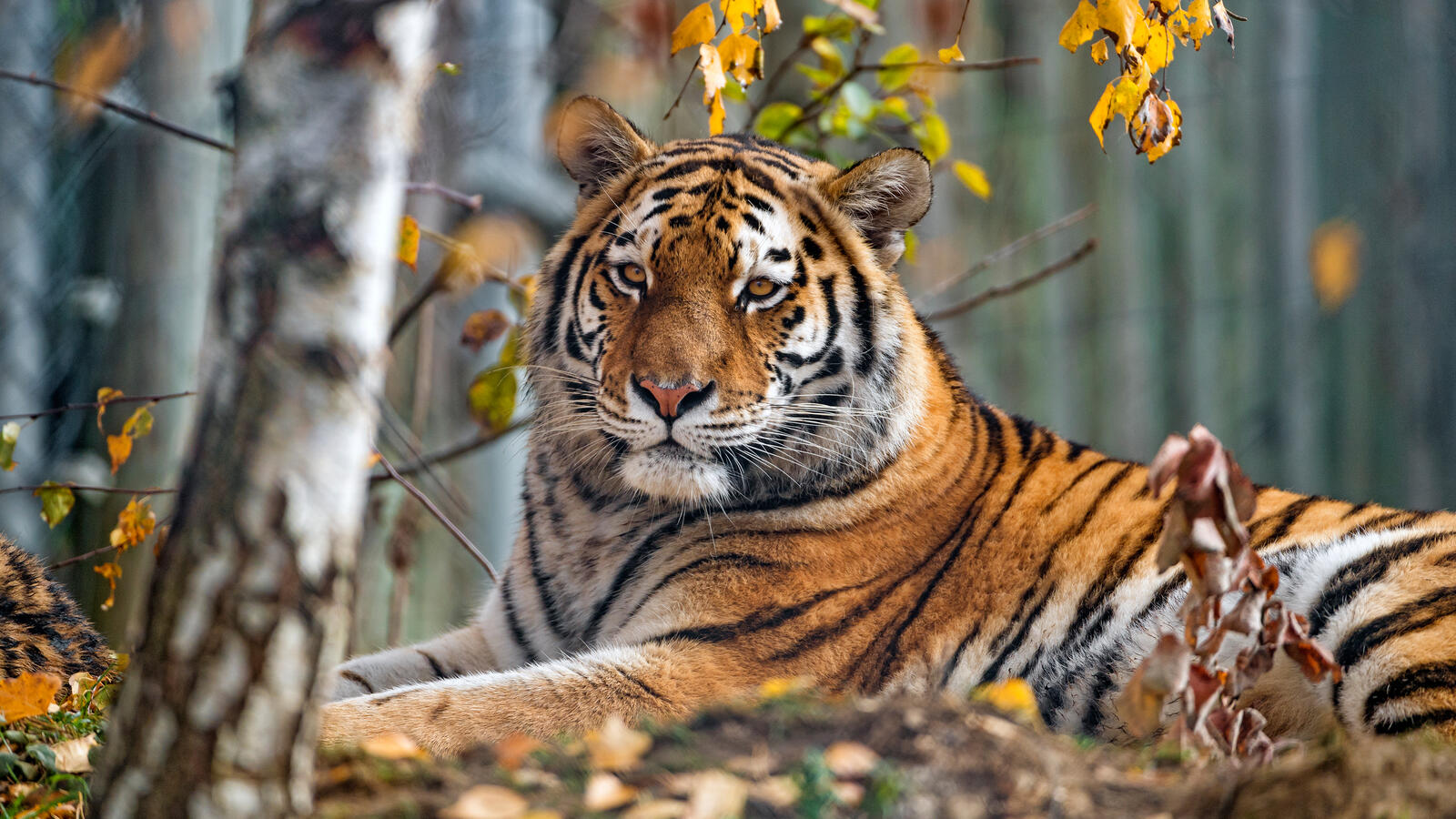 Бесплатное фото Осенний тигр