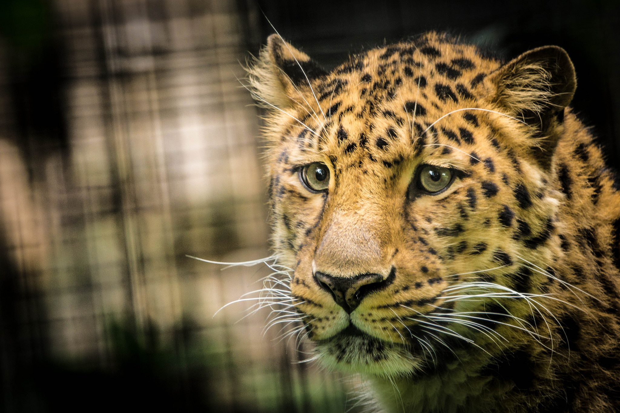 Бесплатное фото Амурский леопард