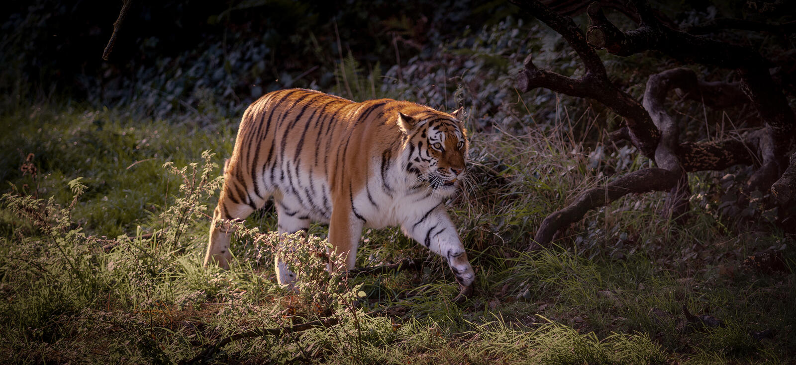 Бесплатное фото Скачать бесплатно амурский тигр, хищник заставку