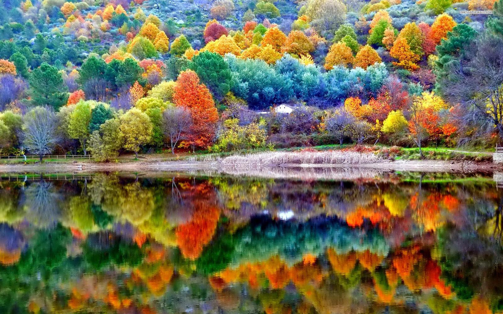 Обои земные красоты листья осень на рабочий стол
