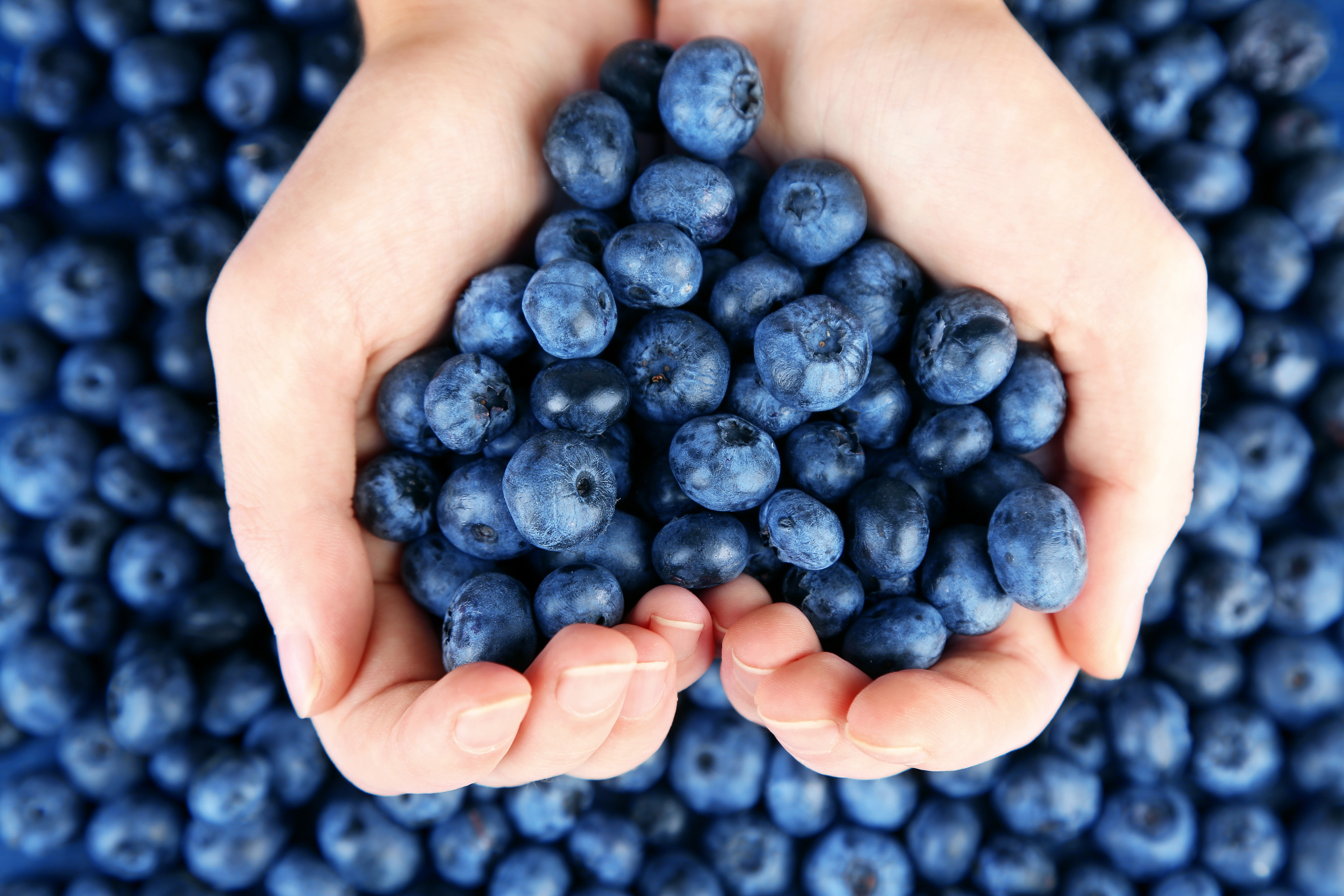 Free photo A handful of blueberries