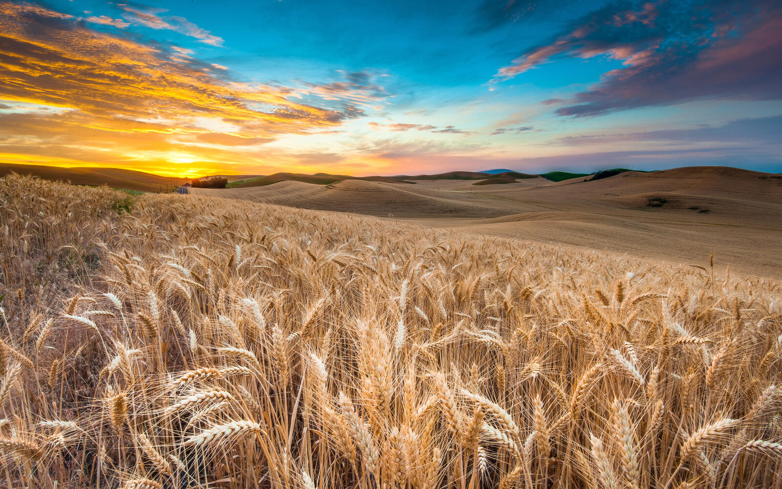 Бесплатное фото Пшеничное поле на закате