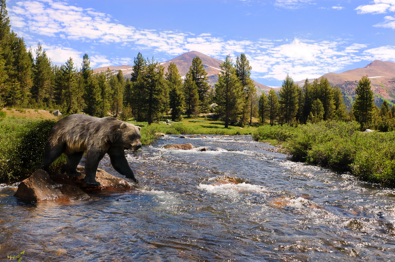 Wallpapers grizzly Forest Animals on the desktop