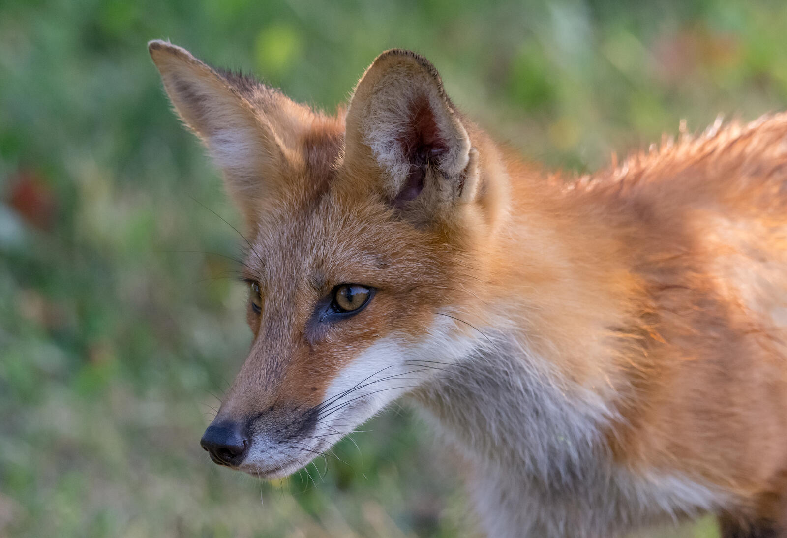 免费照片一只加拿大狐狸在追踪猎物。