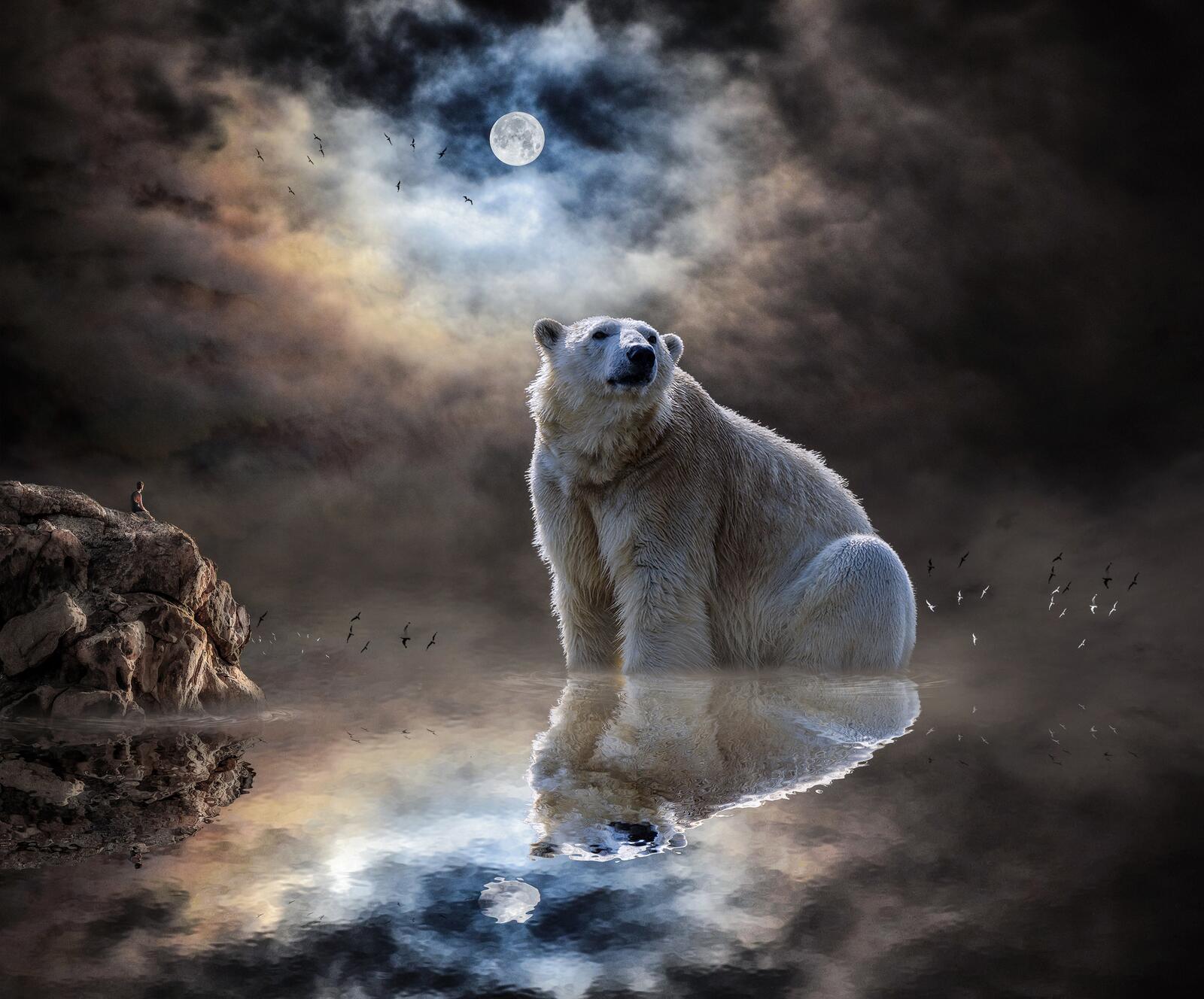 Обои полярный медведь океан медведь на рабочий стол