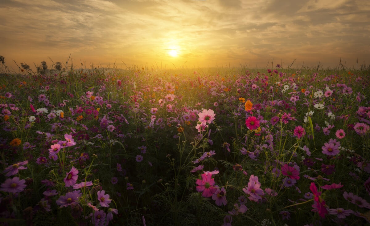 Sunset on flower field