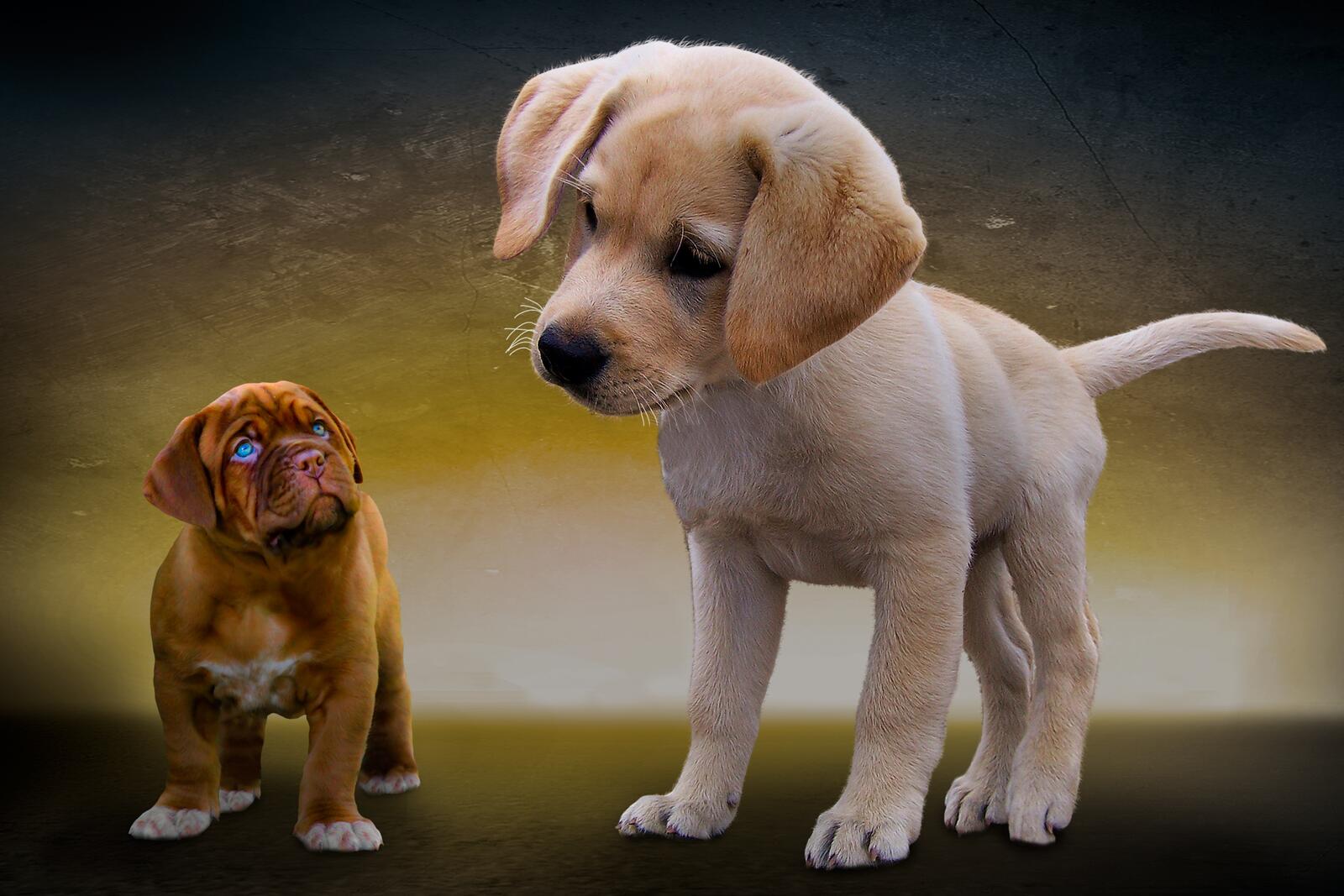 Wallpapers animals dogs puppies on the desktop