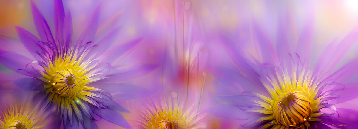 Blurred lotus flowers
