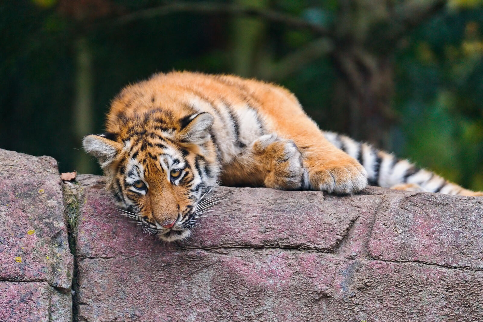 Бесплатное фото Тигр лежит на каменной стене