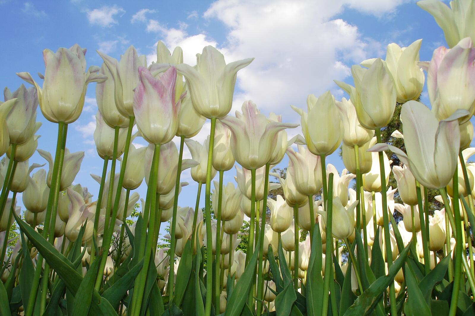 Бесплатное фото Белые тюльпаны и небо