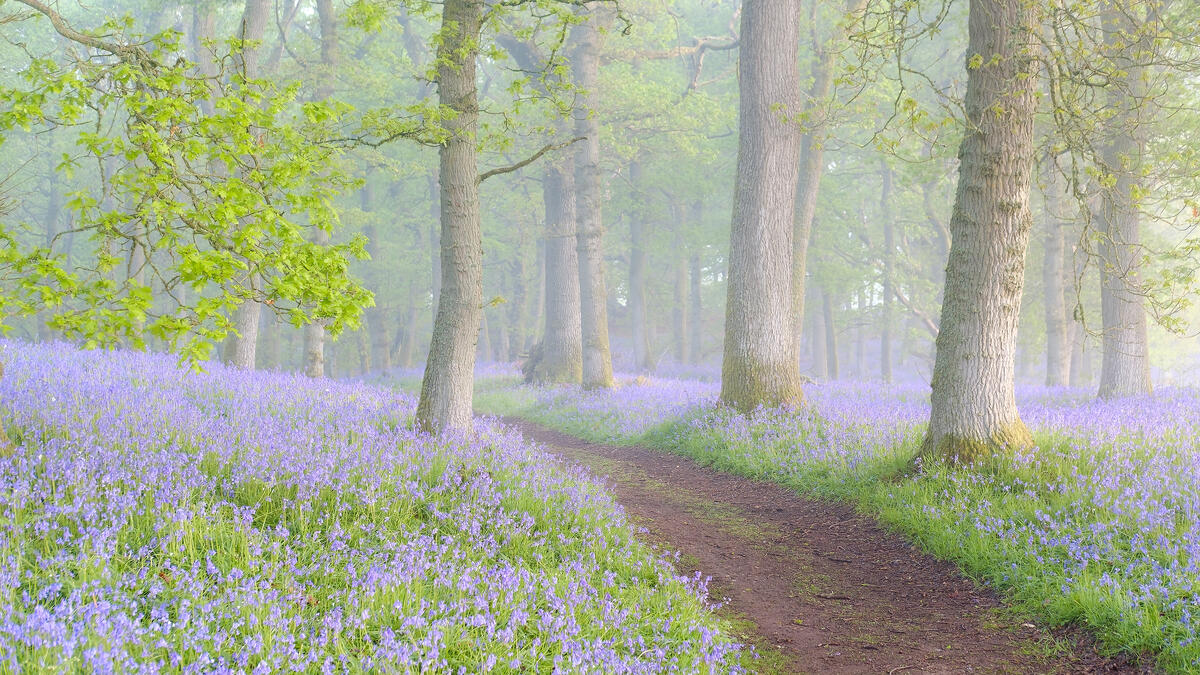 Misty morning forest with flowers