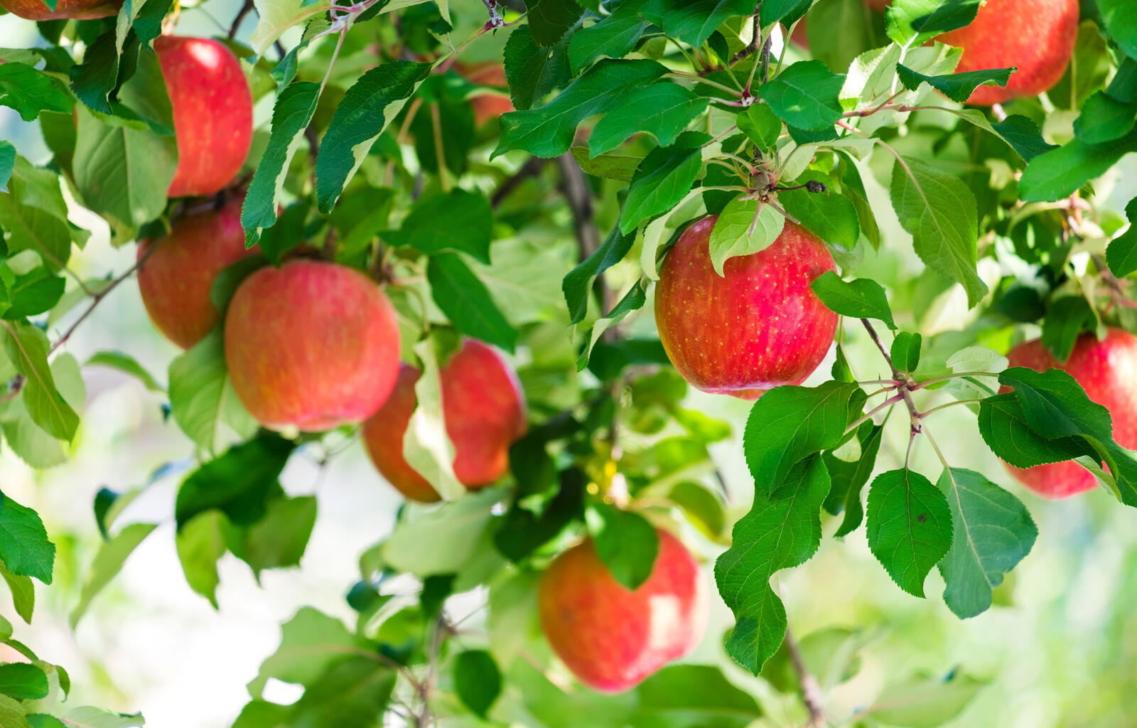 Бесплатное фото Наливные яблочки на ветке