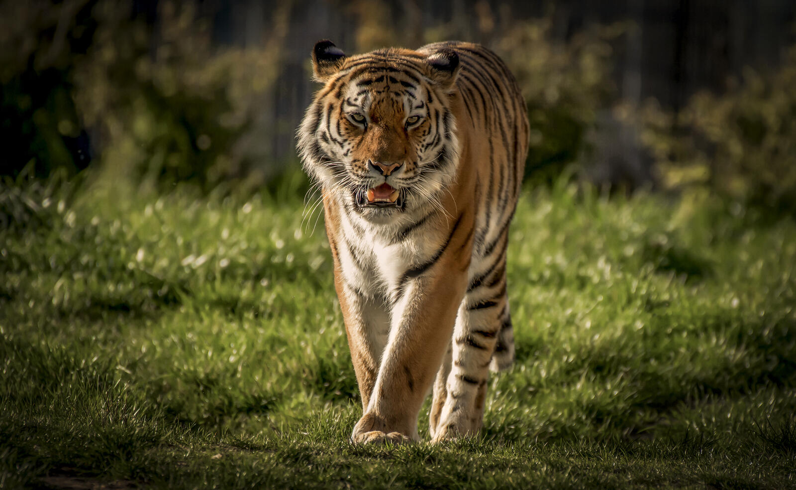 Wallpapers predator panthera tigris altaica Amur tiger on the desktop