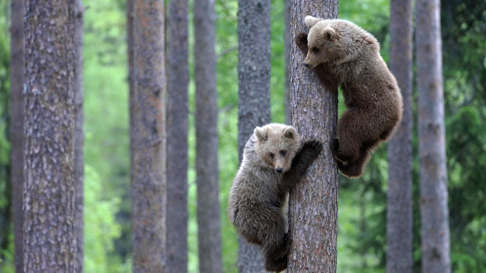 Обои медведи деревья дикая природа на рабочий стол