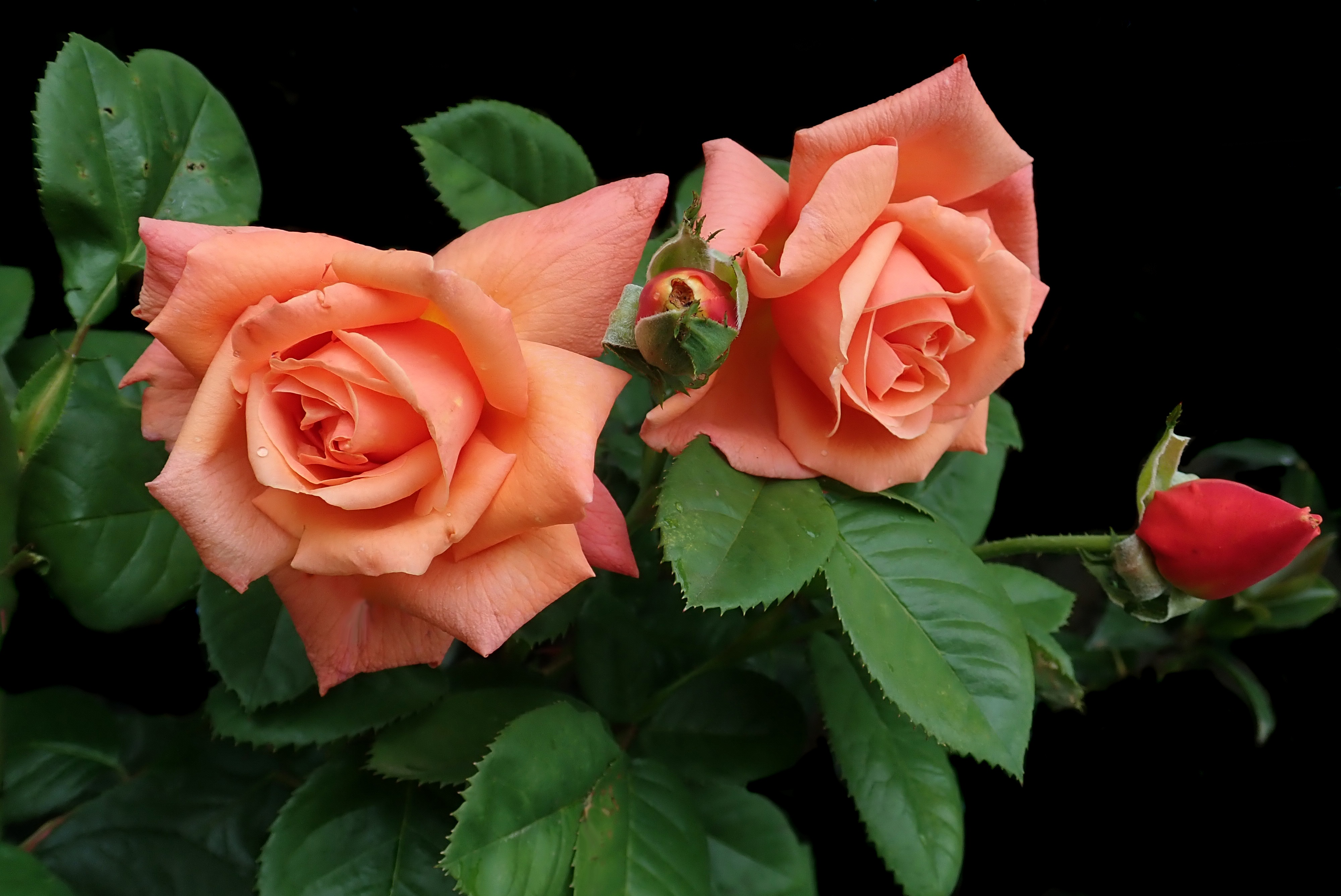 免费照片两个粉红色的玫瑰花