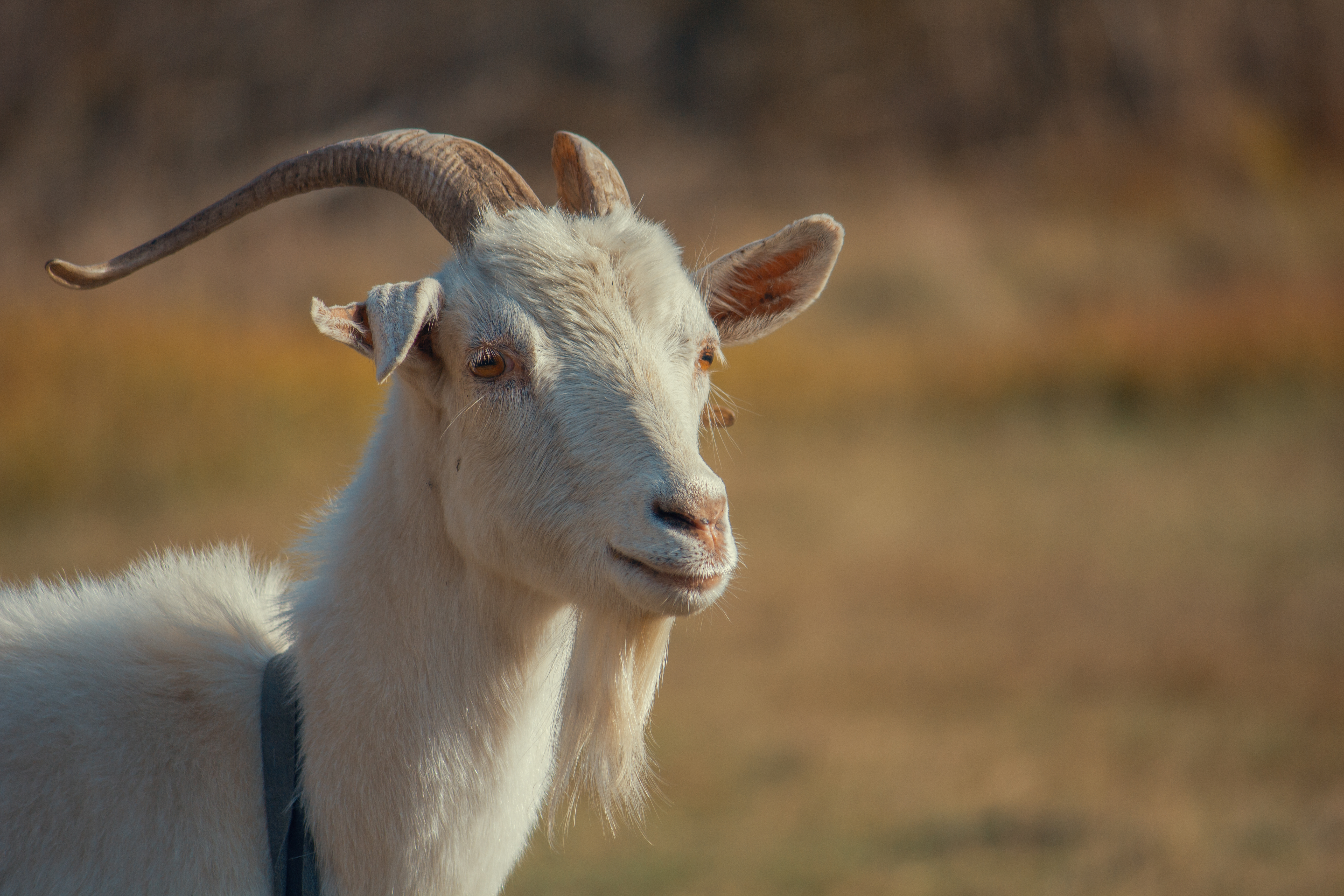 Фото бесплатно козел, животное, трава